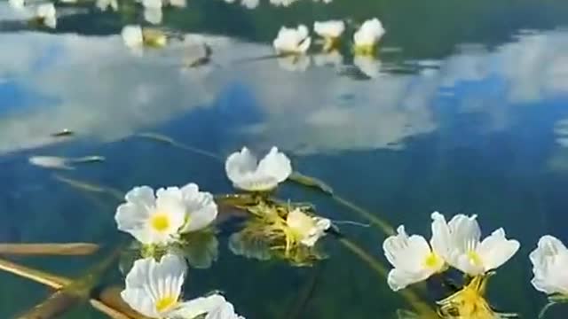 Beautiful white flower