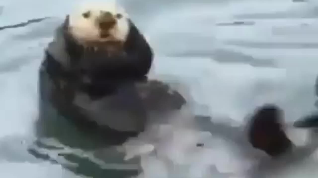 Otter works out