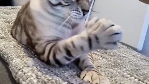 A cute cat video