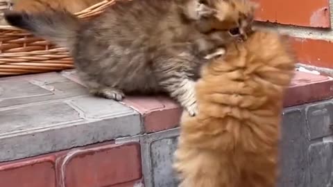 "Adorable Kitten Cuteness: Playful Feline Friends in Action!"