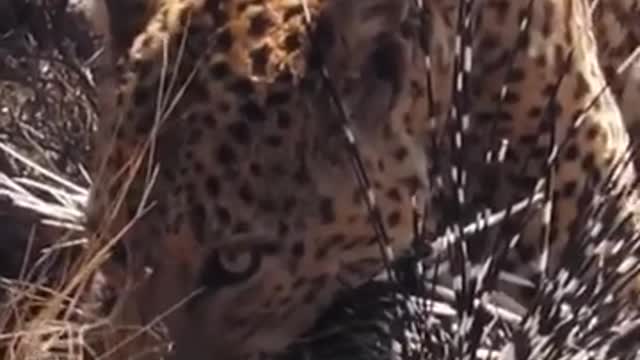 lion vs leopard