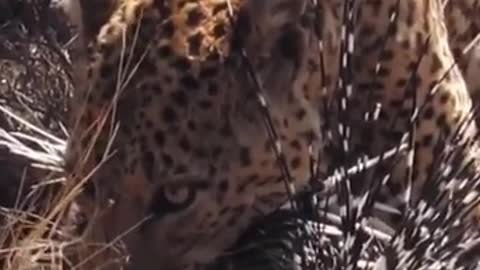 lion vs leopard