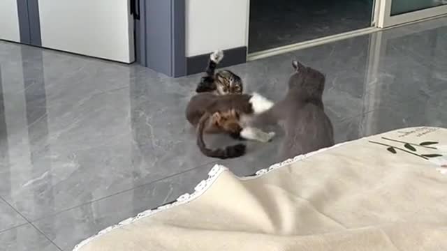 catfight