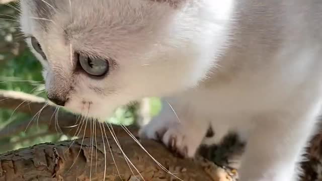 A little cat playing on the tree, 🥰