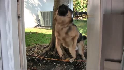 Guard Dog Training Step by Step!