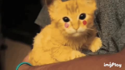 Cute Pikachu Cat Gif