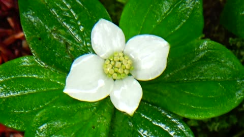 Dwarf Dogwood