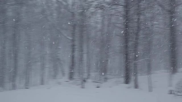 Snow in the woods 2022 winter storm Dec 14