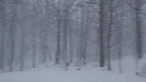 Snow in the woods 2022 winter storm Dec 14