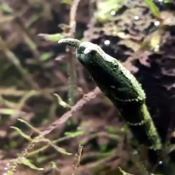 Herpeton (tentacle snake) Erpeton tentaculatum