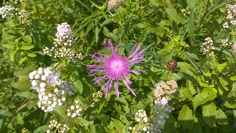 Persian Cornflower