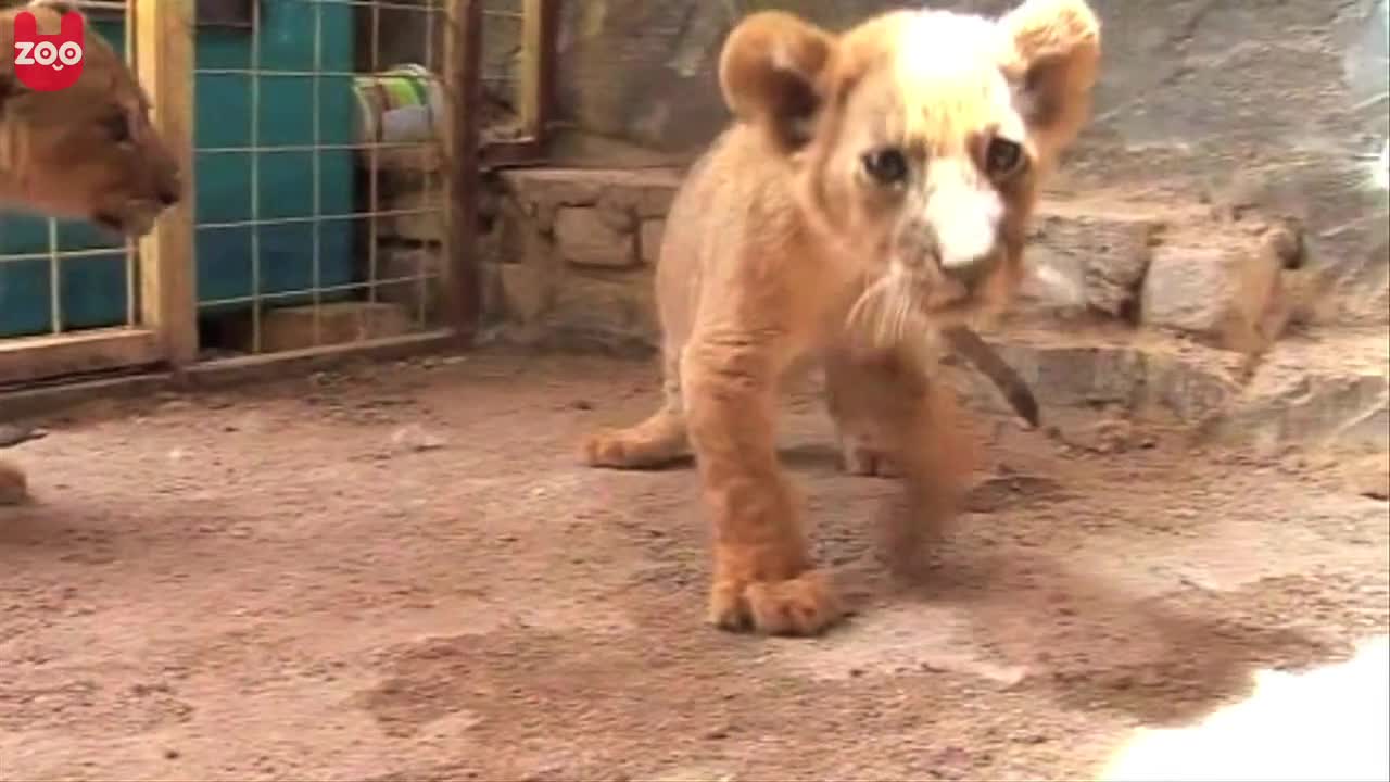 Man Lives With Three Lion Cubs