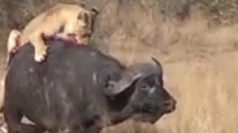 Animals attack