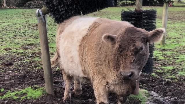 Cute Cows Seriously Love New Scratching Posts