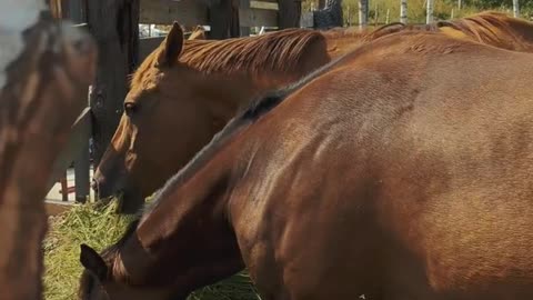 Beautiful Horses