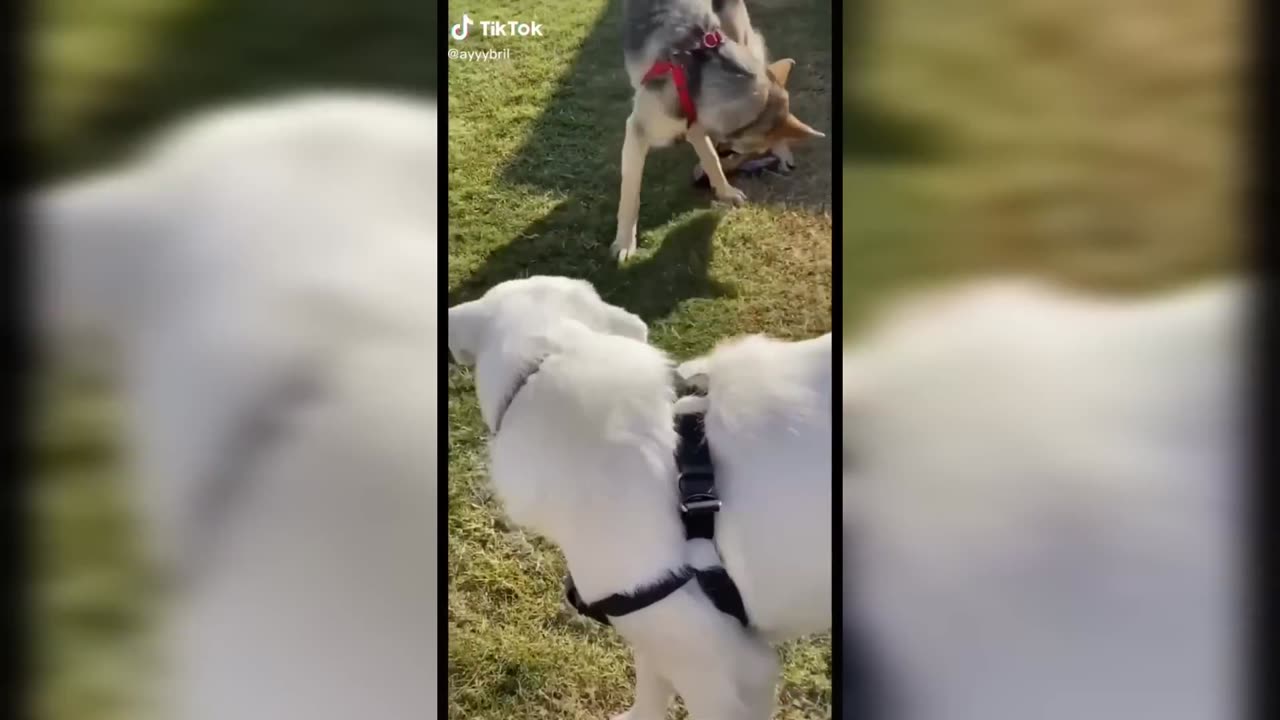 Cute Videos of Man's Best Friend!