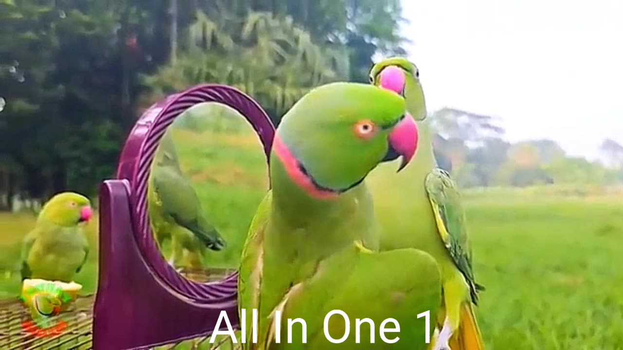 Pretty Parrots talking with each other Parrots compilation 5