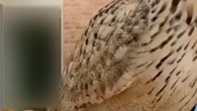 Funniest Animals Video 1#