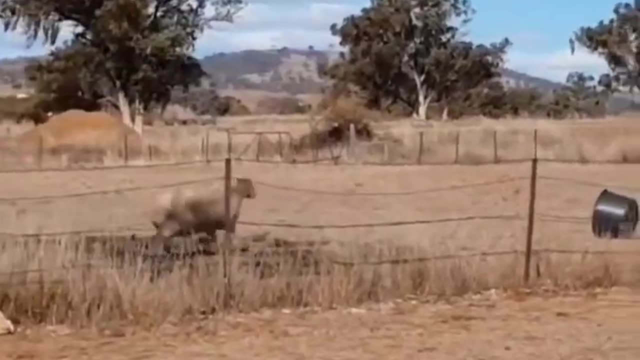 Epic Sheep Fail: Hilarious Bucket Head Salto Caught on Camera!