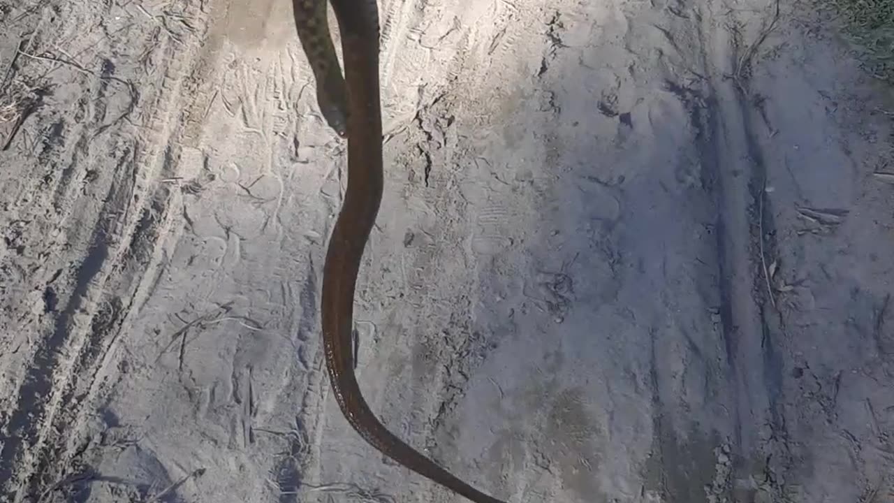 Hunting a snake