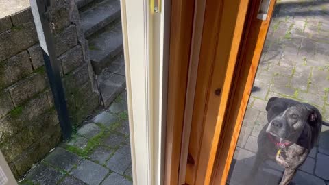 Dog Discovers Dual Doors