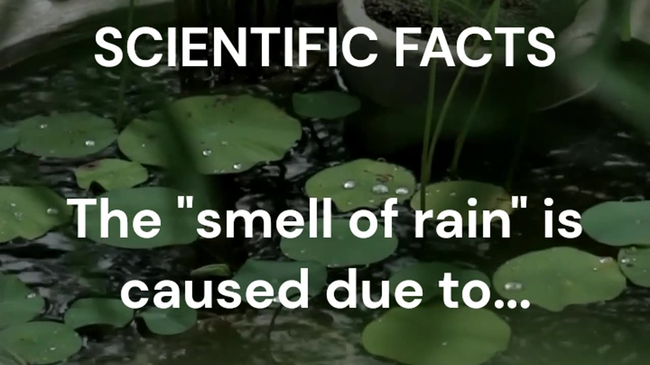 Unraveling the 'Smell of Rain': Scientific Facts that will blow your mind!