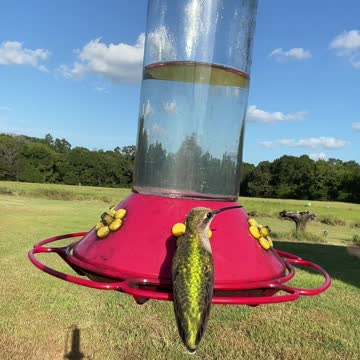Beautiful video of hummingbirds at a feeder