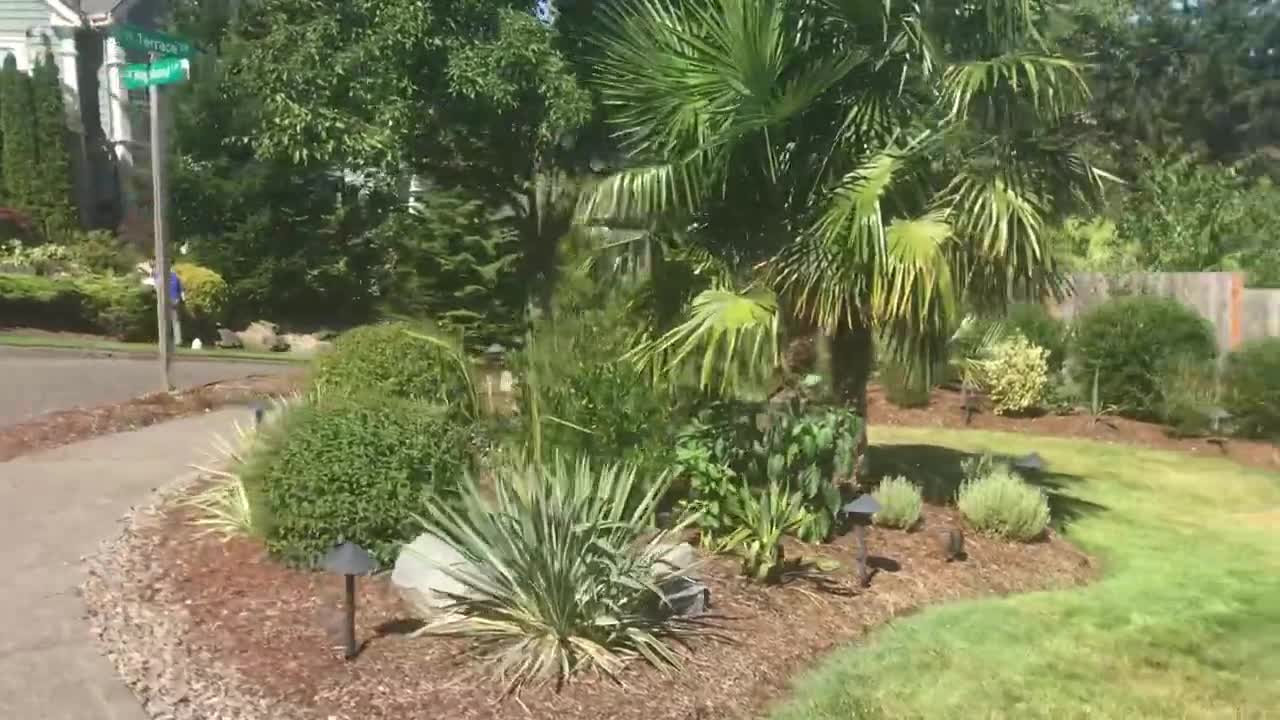 Midsummer quick front yard garden tour.