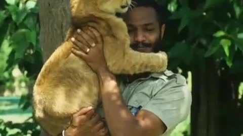 Lovely lion ❤️❤️ video best animal