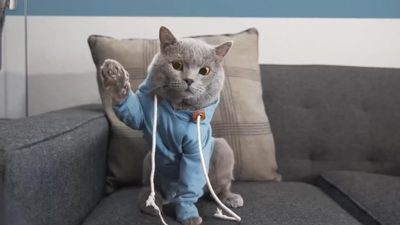 Cat work video