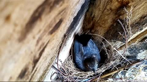 🐦💖🐦Bird In The Nest 🐦💖🐦