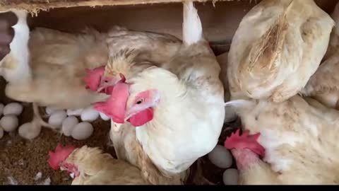 EGG FARM IN SRI LANKA