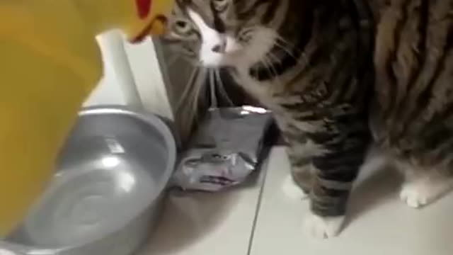 Guess what the kitten thought at that time