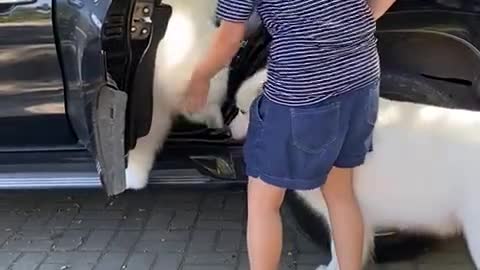 Dog brother and sister getting inside the car (follow me)