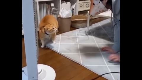 best cat video