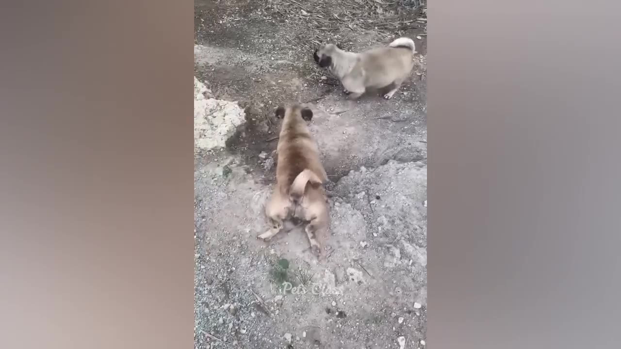 Best Pets Funny Virals Video of 2023