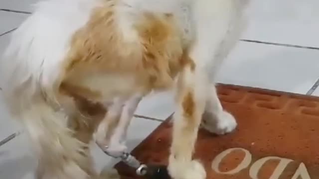 Gato amputado