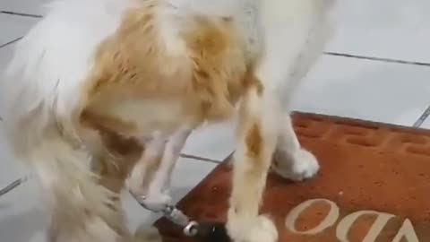 Gato amputado