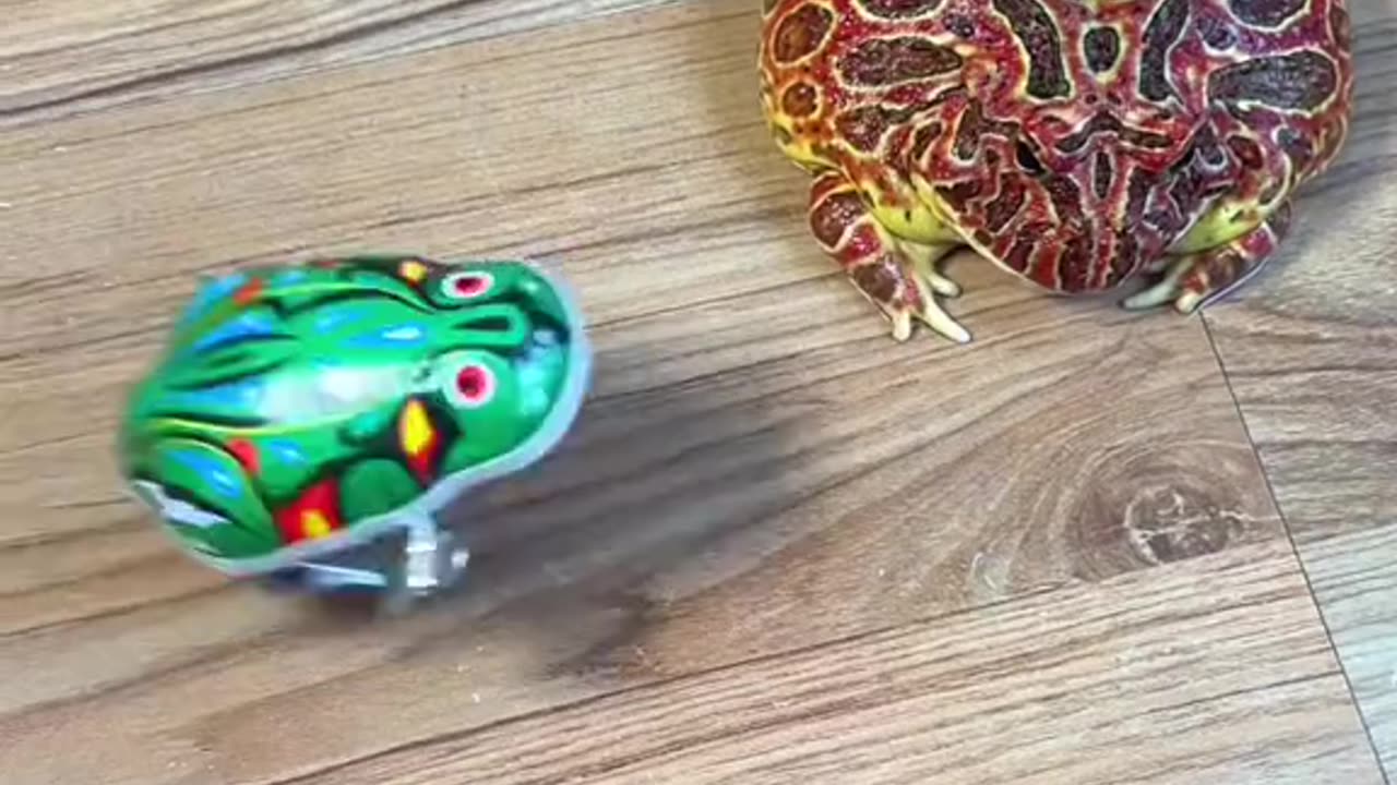 Funny frog #funnyvideos #funnyvideo #funnyvideograms