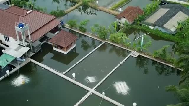 This App Helps GrowMore Fish