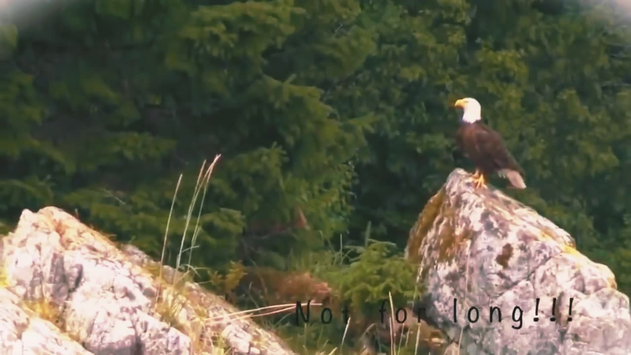 The rare moment of a bear being struck by an Eagle