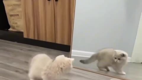 Cutest Katie playing funny 😅|| Baby Cat🐱||#viral #trending
