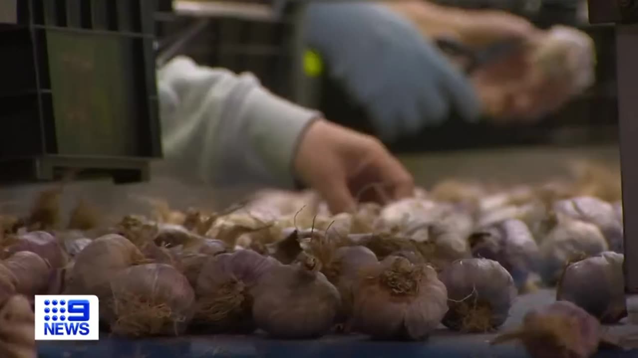 Australian Garlic Kills Covid-19 and Flu