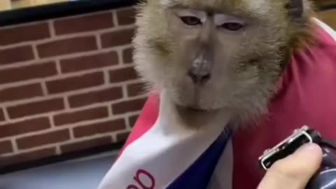 How monkeys react when shaving