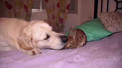 The Dog Helps Rabbit to be Washed