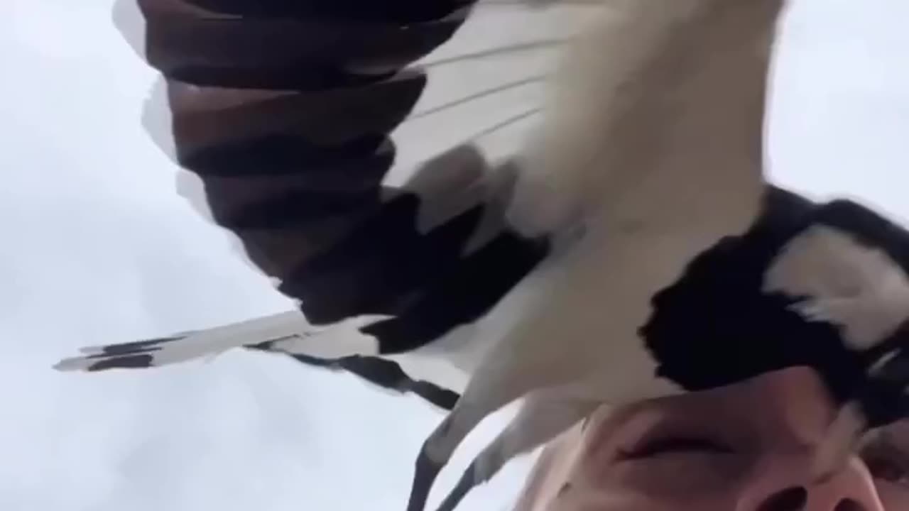 birds almost takes person eye out