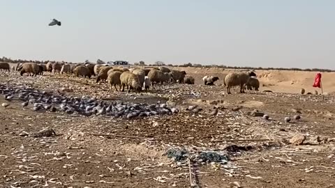 A way to catch a flock of pigeons