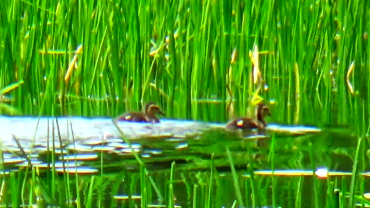 Mallard Duck Family