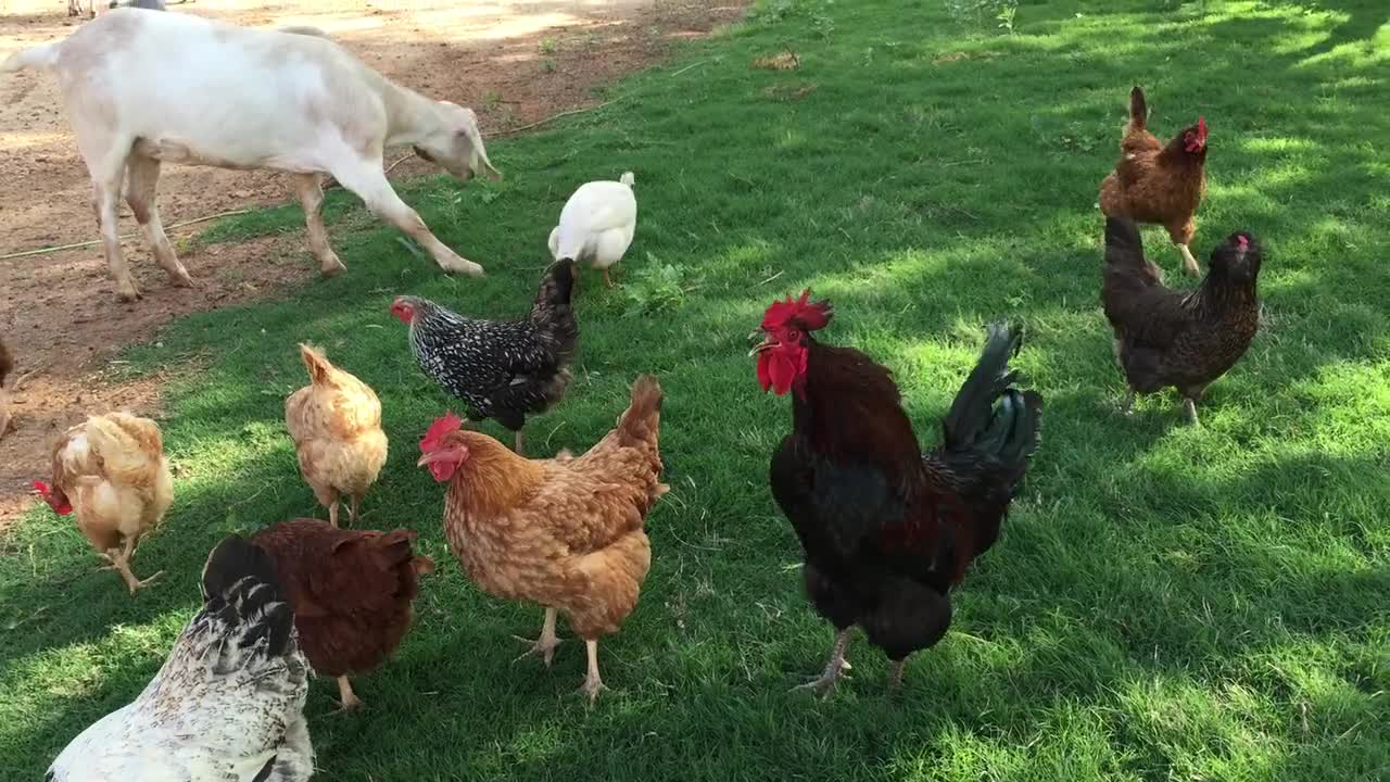 Family roast chicken,family,chicken wings,women look at black chicken family ,family friendly