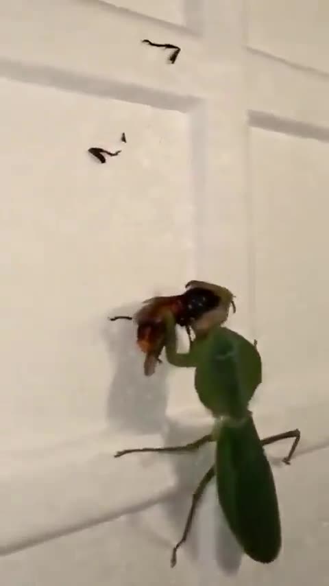 Praying Mantis vs. a Hornet or Bee?